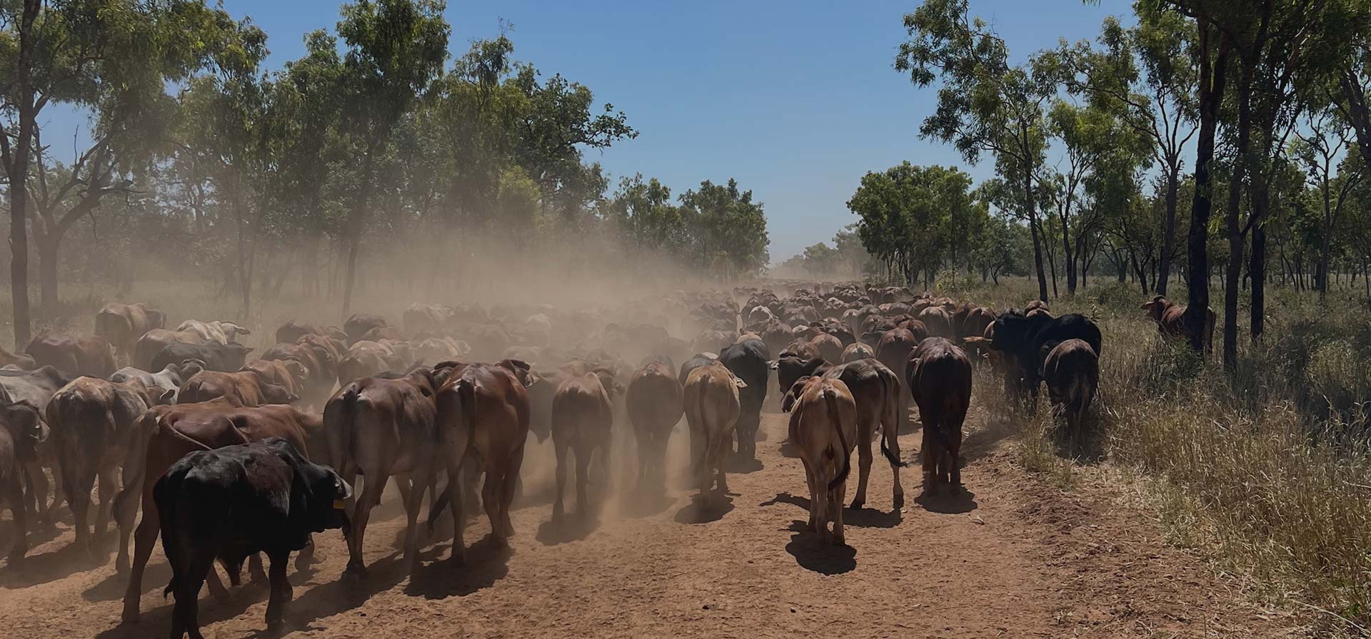 Our History Lorraine Pastoral Co.