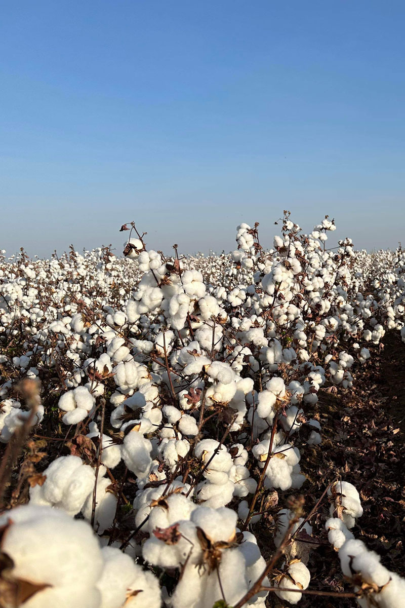 Australian Cotton