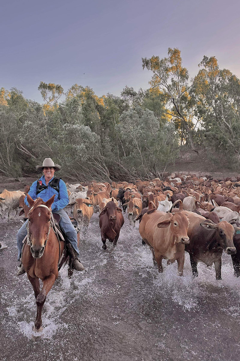 Cattle crossing water