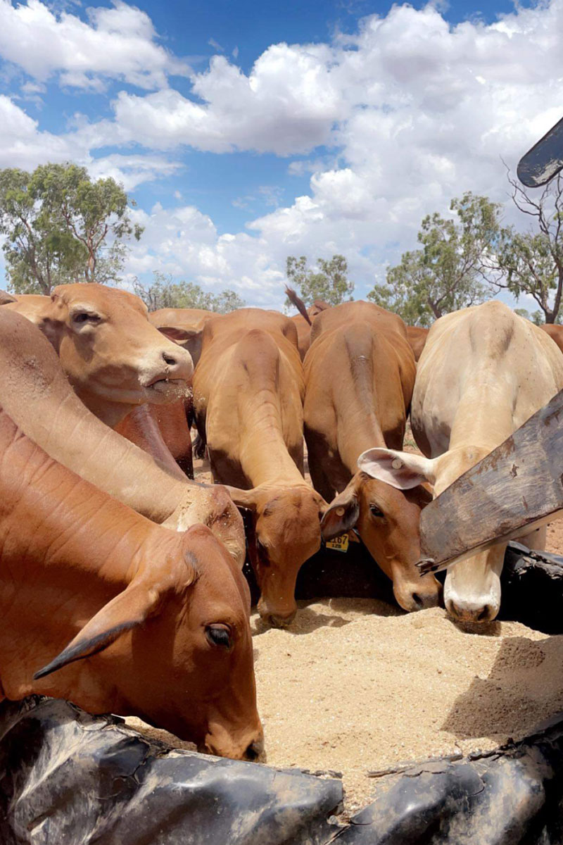 Cattle feeding