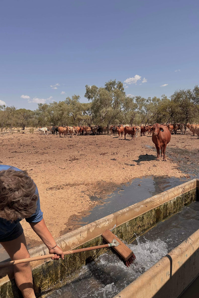 Cleaning water trough