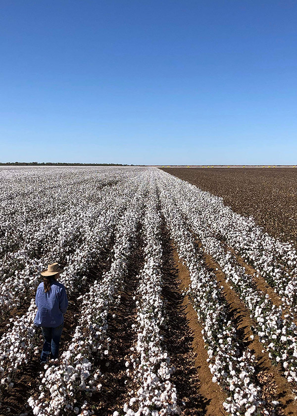 Cotton crops