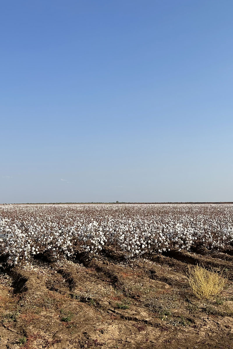 Cotton fields