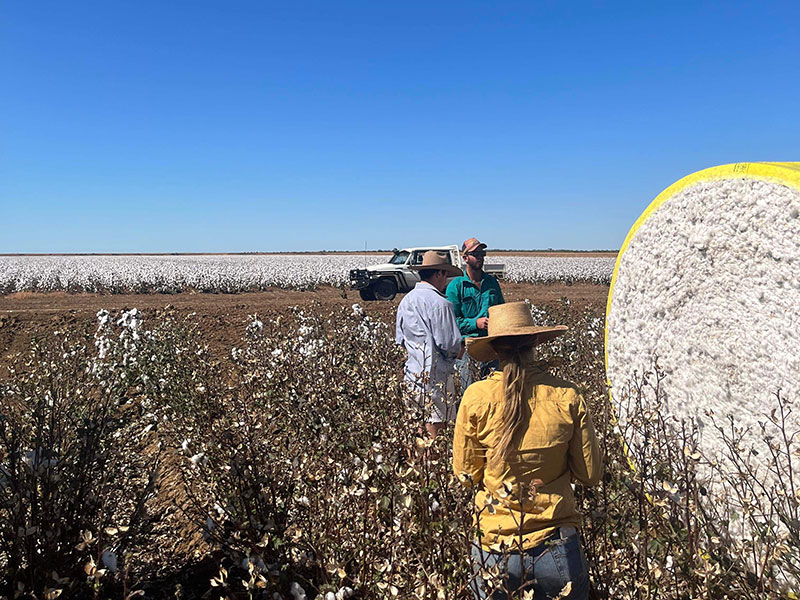 Cotton Harvest