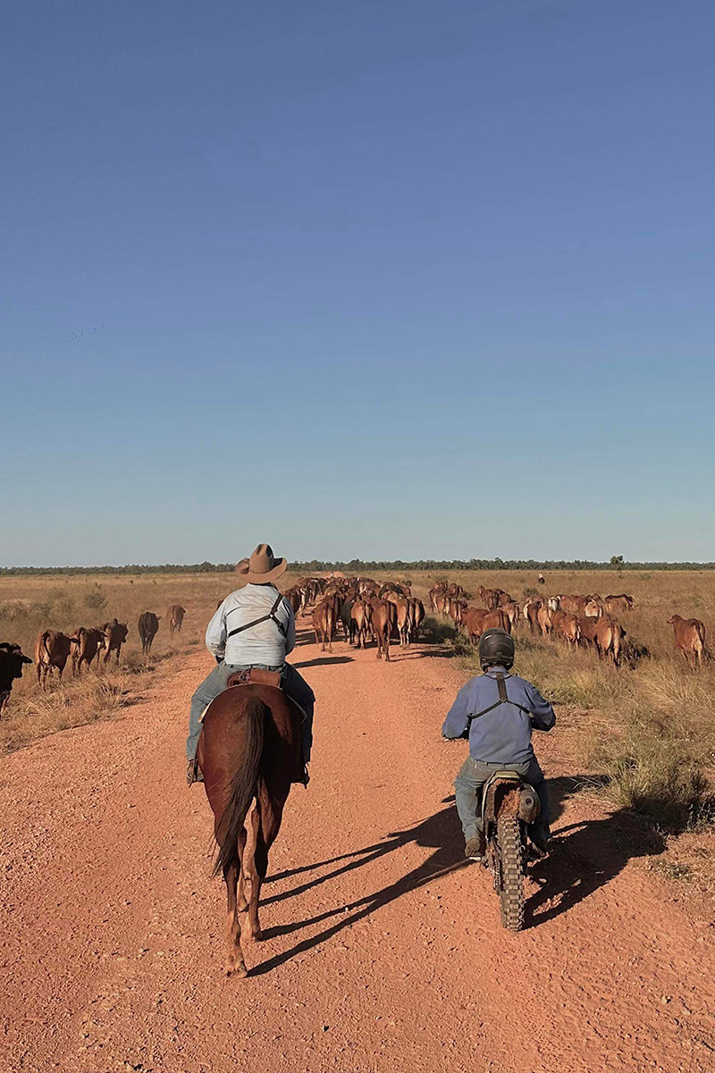 Herding cattle on a farm