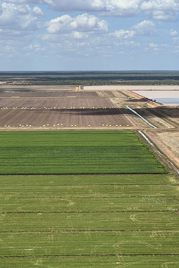 Loraine Station crops